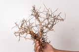 TN109コミフォラ エイル Commiphora sp. 'Eyl'