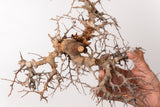 TN109コミフォラ エイル Commiphora sp. 'Eyl'
