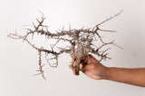 TN110コミフォラ エイル Commiphora sp. 'Eyl'