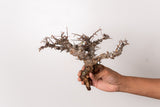 TN111コミフォラ エイル Commiphora sp. 'Eyl'