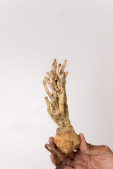 TN124ドルステニア ジプソフィラ Dorstenia gypsophila
