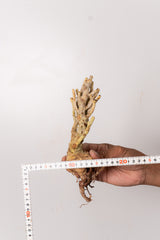 TN124ドルステニア ジプソフィラ Dorstenia gypsophila
