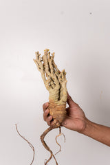 TN134ドルステニア ジプソフィラ Dorstenia gypsophila