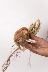 TN134ドルステニア ジプソフィラ Dorstenia gypsophila