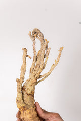 TN140ドルステニア ジプソフィラ Dorstenia gypsophila