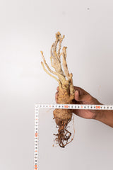 TN140ドルステニア ジプソフィラ Dorstenia gypsophila