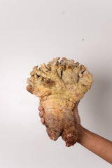 TN141ドルステニア ジプソフィラ Dorstenia gypsophila