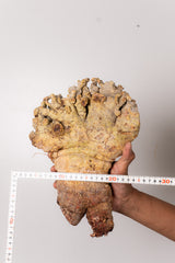 TN141ドルステニア ジプソフィラ Dorstenia gypsophila