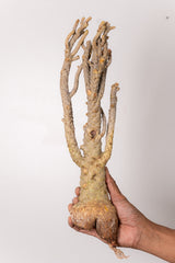 TN146ドルステニア ジプソフィラ Dorstenia gypsophila