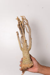 TN146ドルステニア ジプソフィラ Dorstenia gypsophila