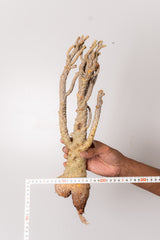 TN146ドルステニア ジプソフィラ Dorstenia gypsophila