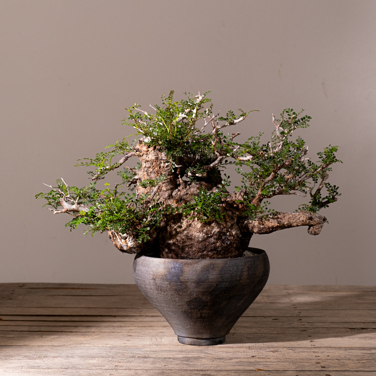 KOMO | 観葉植物・鉢の販売 | 福岡県糸島市