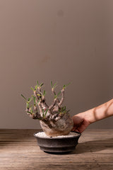 2008 - 発根済 Pachypodium Gracilius　パキポディウム・グラキリス