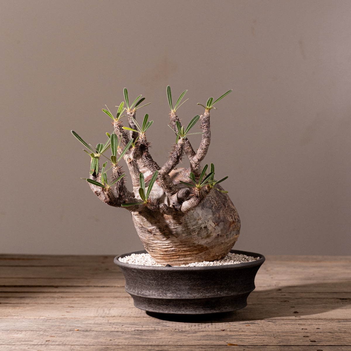 KOMO | 観葉植物・鉢の販売 | 福岡県糸島市