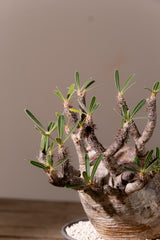 2008 - 発根済 Pachypodium Gracilius　パキポディウム・グラキリス