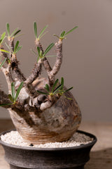2008 - 発根済 Pachypodium Gracilius　パキポディウム・グラキリス
