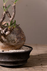 2008 - 発根済 Pachypodium Gracilius　パキポディウム・グラキリス