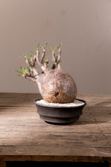 2008 - 発根済 Pachypodium Gracilius　パキポディウム・グラキリス