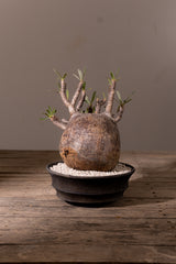 2008 - 発根済 Pachypodium Gracilius　パキポディウム・グラキリス