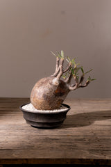 2008 - 発根済 Pachypodium Gracilius　パキポディウム・グラキリス
