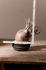 2008 - 発根済 Pachypodium Gracilius　パキポディウム・グラキリス