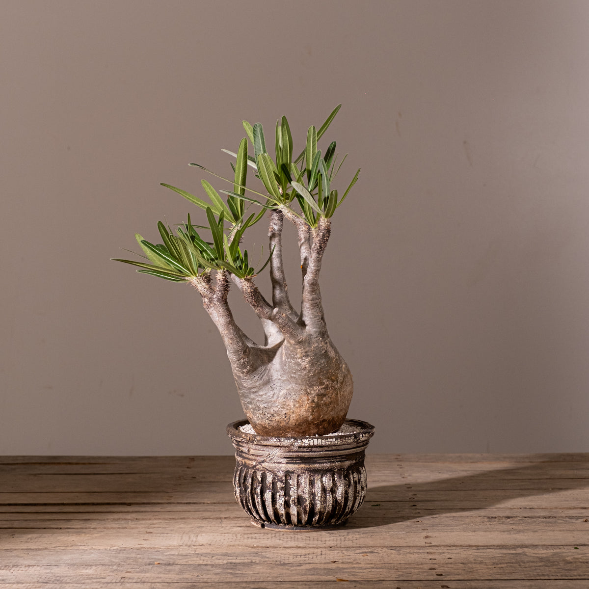KOMO | 観葉植物・鉢の販売 | 福岡県糸島市