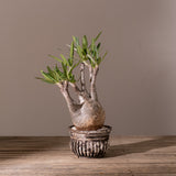 2009 - 発根済 Pachypodium Gracilius　パキポディウム・グラキリス