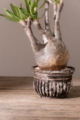 2009 - 発根済 Pachypodium Gracilius　パキポディウム・グラキリス