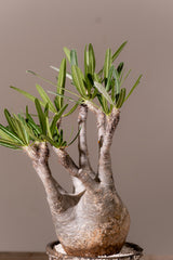 2009 - 発根済 Pachypodium Gracilius　パキポディウム・グラキリス
