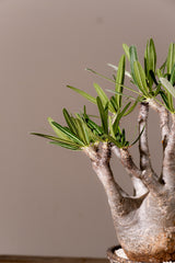 2009 - 発根済 Pachypodium Gracilius　パキポディウム・グラキリス