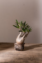 2009 - 発根済 Pachypodium Gracilius　パキポディウム・グラキリス