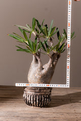2009 - 発根済 Pachypodium Gracilius　パキポディウム・グラキリス