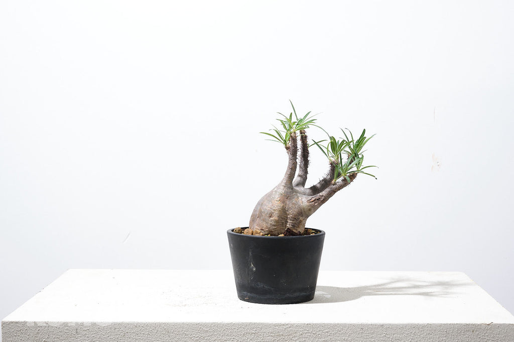 パキポディウム グラキリス 特大株 発根済み パキプス アガベ 発根済