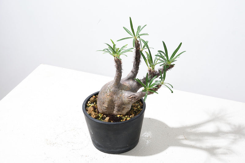 G4004 発根済み パキポディウム グラキリス Pachypodium gracilius