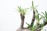 G4004 発根済み パキポディウム グラキリス Pachypodium gracilius