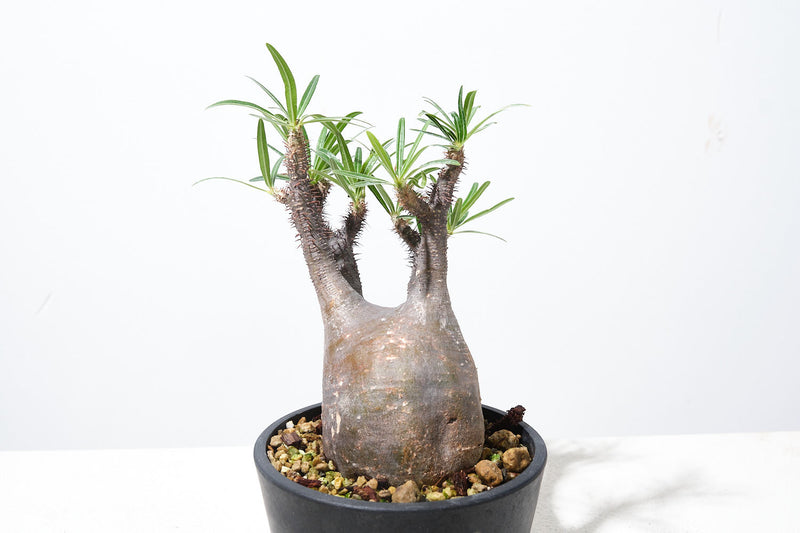 G4004 発根済み パキポディウム グラキリス Pachypodium gracilius