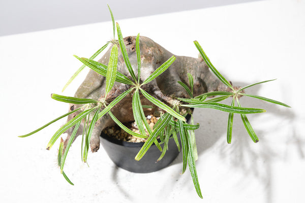 G515 発根済み パキポディウム グラキリス Pachypodium gracilius