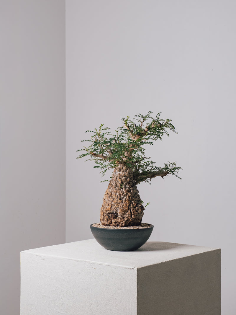観葉植物 C171 ベアルート株 オペルクリカリア パキプス 3/22 入荷