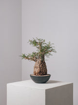 1022 - 発根済 Operculicarya Pachypus オペルクリカリア・パキプス