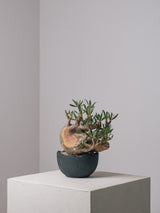 2001 - 発根済 Pachypodium Gracilius　パキポディウム・グラキリス