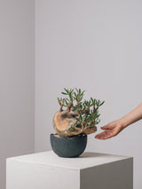 2001 - 発根済 Pachypodium Gracilius　パキポディウム・グラキリス