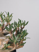 2001 - 発根済 Pachypodium Gracilius　パキポディウム・グラキリス