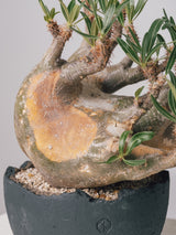 2001 - 発根済 Pachypodium Gracilius　パキポディウム・グラキリス