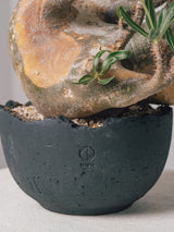 2001 - 発根済 Pachypodium Gracilius　パキポディウム・グラキリス