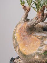 2001 - 発根済 Pachypodium Gracilius　パキポディウム・グラキリス