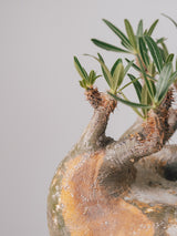 2001 - 発根済 Pachypodium Gracilius　パキポディウム・グラキリス
