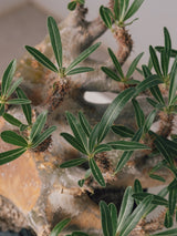 2001 - 発根済 Pachypodium Gracilius　パキポディウム・グラキリス