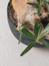 2001 - 発根済 Pachypodium Gracilius　パキポディウム・グラキリス