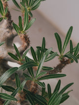 2001 - 発根済 Pachypodium Gracilius　パキポディウム・グラキリス