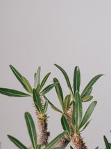 2001 - 発根済 Pachypodium Gracilius　パキポディウム・グラキリス
